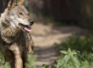 Η φύση τελεί υπό επίθεση: Η προστασία του λύκου υποβαθμίζεται στη Σύμβαση της Βέρνης