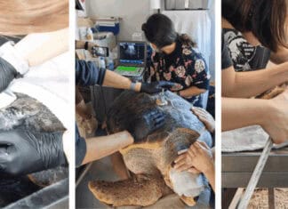 O ΑΡΧΕΛΩΝ στην Πρώτη Γραμμή της Διάσωσης για τις θαλάσσιες χελώνες στη Μεσόγειο