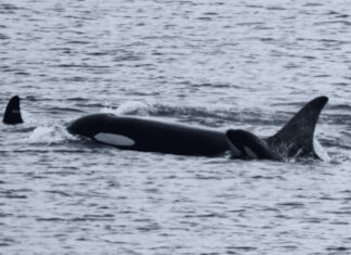 Η όρκα που κουβαλούσε το νεκρό μικρό της για 17 ημέρες, έφερε στον κόσμο νέο μωρό