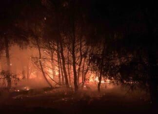 Η ανασκόπηση της αντιπυρικής περιόδου 2024 εγκαινιάζει τη νέα συνεργασία μεταξύ του Εθνικού Αστεροσκοπείου Αθηνών και του WWF Ελλάς