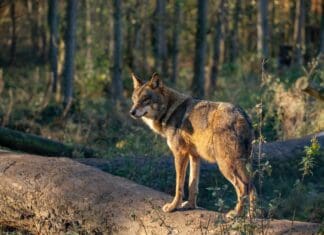 Η φύση τελεί υπό επίθεση: Η προστασία του λύκου υποβαθμίζεται στη Σύμβαση της Βέρνης