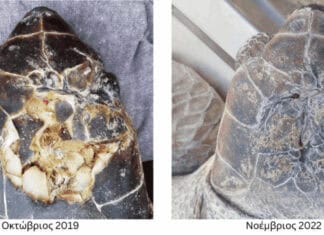 Μιά πληγωμένη Καρέττα επιστρέφει στο Κέντρο Διάσωσης του ΑΡΧΕΛΩΝ με πλαστικά στο πεπτικό της σύστημα