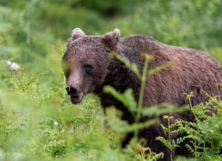 Εθνικό Σχέδιο Δράσης για την Καφέ Αρκούδα: Αλλοιωμένο, αυθαίρετο και επικίνδυνο για το είδος με ευθύνη του ΥΠΕΝ
