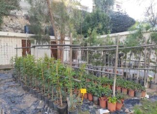 Περισσότερα από 5.500 νέα δέντρα και φυτά για την ανανέωση του πρασίνου στο Δήμο Ηρακλείου