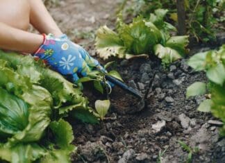Ένας πρότυπος ανοιχτός λαχανόκηπος θα βλαστήσει στο οικολογικό 1ο Δημοτικό Σχολείο Διονύσου