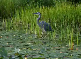 Nature: Το 24% των ειδών που ζουν σε γλυκό νερό απειλείται με εξαφάνιση