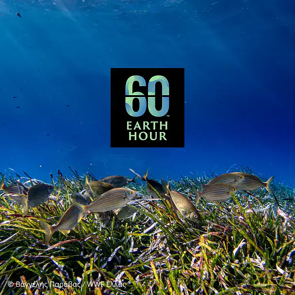 eh25_kv_square_803342