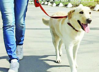 Ανοίγουν για το ευρύ κοινό δύο διαδικτυακές πλατφόρμες για τους ΟΤΑ και τα ζώα συντροφιάς