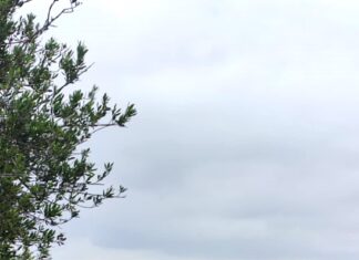 Αυτοψία στις πληγείσες περιοχές από την χαλαζόπτωση με επικεφαλής τον Αντιπεριφερειάρχη Αγροτικής Οικονομίας