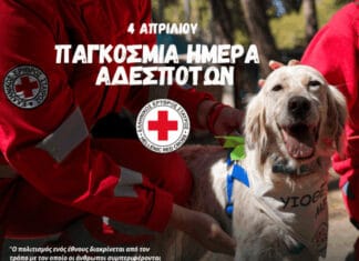 Ο Ελληνικός Ερυθρός Σταυρός τιμά την Παγκόσμια Ημέρα Αδέσποτων Ζώων με μεγάλη δράση στον Πειραιά