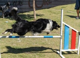 Στο Πεδίον του Άρεως, στις 5 και 6 Απριλίου, το WOOF FESTIVAL