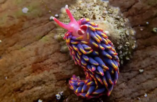 thalassios_gimnosaliagas