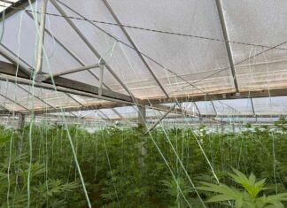 Εντοπίστηκε φυτεία με 640 δενδρύλλια κάνναβης, στα Χανιά