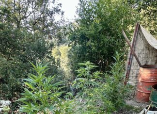 Ρέθυμνο: 60χρονος καλλιεργούσε στην αυλή του κάνναβη