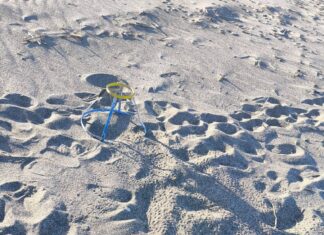 Τα πρώτα χελωνάκια ήρθαν και στην Κρήτη