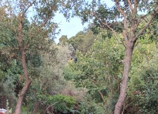 Ρέθυμνο: 2 άτομα καλλιεργούσαν επιμελώς 836 δενδρύλλια κάνναβης σε αγροτική τοποθεσία