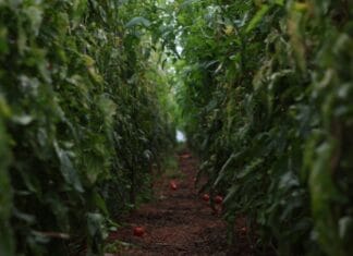 Παράταση προθεσμίας υποβολής αιτήσεων στις προσκλήσεις για θερμοκήπια και μεταποίηση γεωργικών προϊόντων