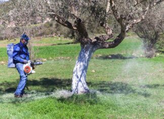 Ολοκλήρωση των δολωματικών ψεκασμών του προγράμματος δακοκτονίας στην ΠΕ Ηρακλείου