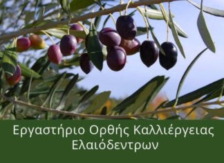 Εργαστήριο ορθής καλλιέργειας ελαιόδεντρων