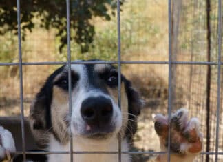 «Αδέσποτα Ζώα Συντροφιάς»: Νέα ειδική κατηγορία στην ιστοσελίδα του Δήμου Μινώα Πεδιάδας