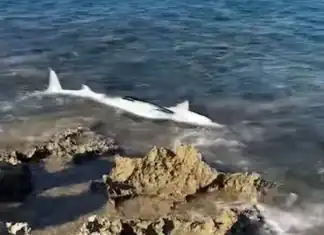 Καρχαριοειδές ξεβράστηκε σε παραλία του Σταυρού στα Χανιά (video)