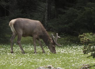 Πάρνηθα: Ανοίγουν οικολογικούς διαδρόμους για να σωθεί το κόκκινο ελάφι