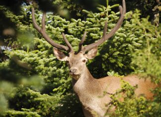 Οι οικολογικοί διάδρομοι ως μέσο προστασίας της άγριας ζωής