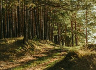 WWF: Η κατανάλωση στην ΕΕ προκαλεί την εξαφάνιση 100 δέντρων κάθε λεπτό