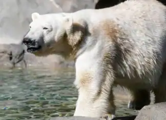 Αλλάζει το DNA των πολικών αρκούδων για να προσαρμοστούν στην υπερθέρμανση του πλανήτη