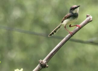 Eγκαταλελειμμένα διυλιστήρια πετρελαίου έγιναν «σπίτι» για χιλιάδες πουλιά, έντομα και φυτά