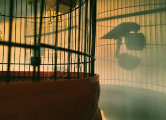 Ήρθαν τα άγρια να διώξουν… τα άγρια