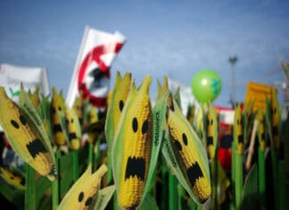 Νέα μεταλλαγμένα, ίδιοι κίνδυνοι — Η Ελλάδα οφείλει να πει «όχι» στη νέα νομοθεσία