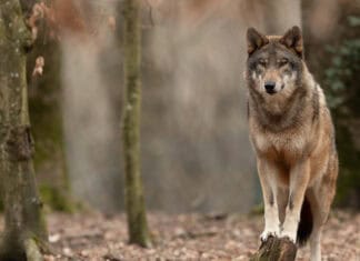 Επιστολή 213 Περιβαλλοντικών Οργανώσεων καλεί τα κράτη μέλη της ΕΕ να μην υποβαθμίσουν το καθεστώς προστασίας του λύκου