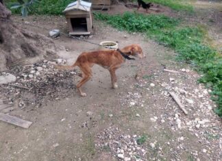 Σύλληψη 60χρονου στα Χανιά για παραβάσεις της Νομοθεσίας περί Ευζωίας ζώων συντροφιάς