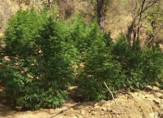 Εξιχνιάστηκε υπόθεση εντοπισμού φυτείας δενδρυλλίων κάνναβης στο Ρέθυμνο – Δικογραφία σε βάρος 4 ατόμων