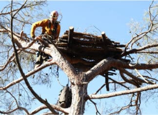 Οι μαυρόγυπες της Δαδιάς απέκτησαν 15 νέες τεχνητές φωλιές