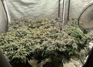 Ηράκλειο: 30χρονος καλλιεργούσε κάνναβη στο σπίτι του