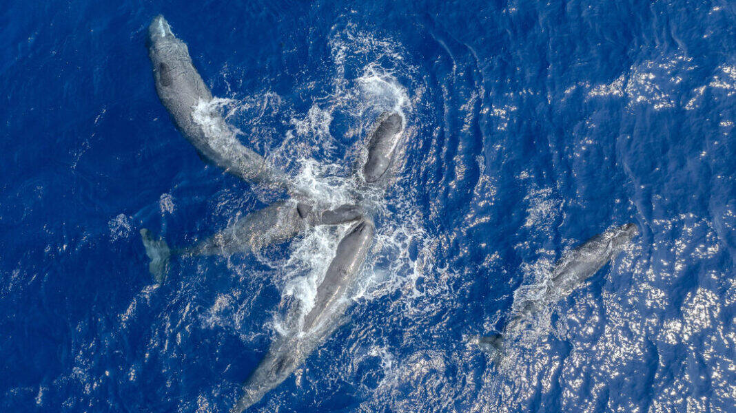 C-Johnson_WWF_Greece-1080x607