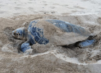 32 Χρόνια Επιστρέφει για Να Γεννήσει: Ένα Ρεκόρ Αναπαραγωγικής Ζωής για την Καρέττα στον Κυπαρισσιακό Κόλπο