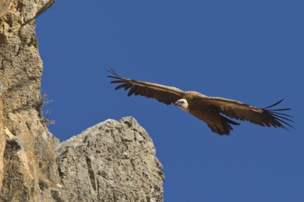 Gyps fulvus - Griffon Vulture - Όρνιο