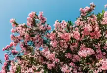 Γιατί θέλουν να ξεριζώσουν τις πικροδάφνες από τα σχολεία;