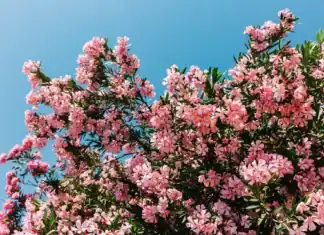 Γιατί θέλουν να ξεριζώσουν τις πικροδάφνες από τα σχολεία;