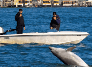 Βενετία: To μοναχικό δελφίνι, ο νέος «σταρ» της λιμνοθάλασσας