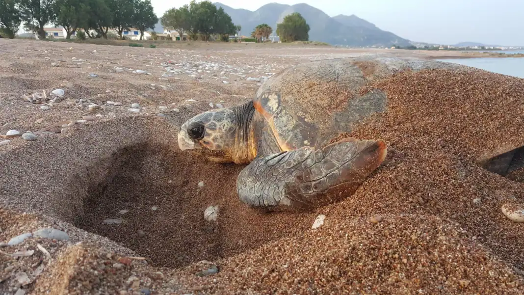 Sea_turtle_nesting_8b653a14d3