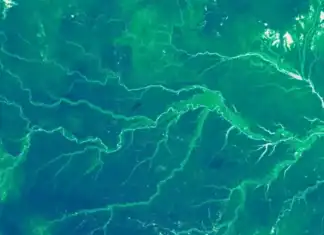 Οι επιστήμονες «ζύγισαν» τη βλάστηση του πλανήτη και παρακολουθούν τις μετατοπίσεις της στον χάρτη