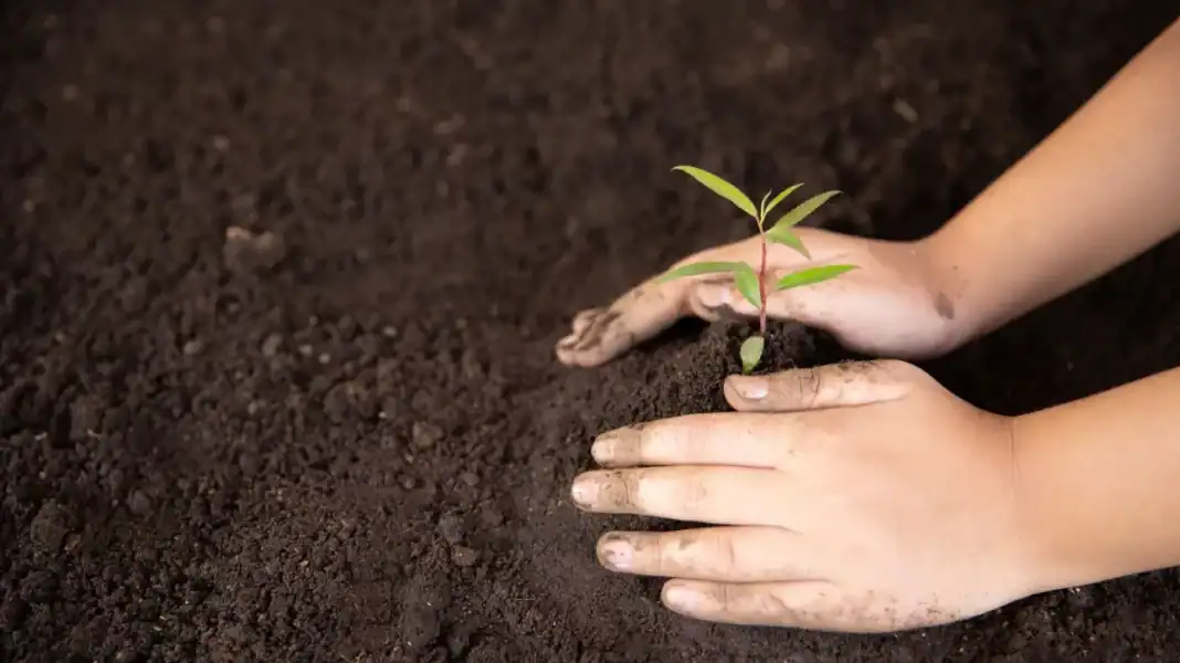 d1cd0921-child-hands-holding-caring-young-green-plant