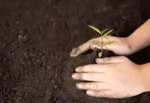 Δεκάδες αρωματικά φυτεύτηκαν στο Ρέθυμνο από μικρούς μαθητές – Όταν η δράση, γίνεται συνείδηση