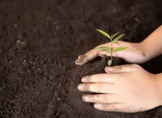 Δεκάδες αρωματικά φυτεύτηκαν στο Ρέθυμνο από μικρούς μαθητές – Όταν η δράση, γίνεται συνείδηση