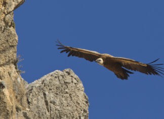 14 χρόνια δράσης ενάντια στα δηλητηριασμένα δολώματα