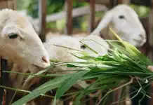 «Οι ζωονόσοι εξελίσσονται σε διαρκή απειλή»: Τι γνωρίζουμε για τον αφθώδη πυρετό